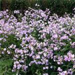 Soapwort: flower description, planting and care