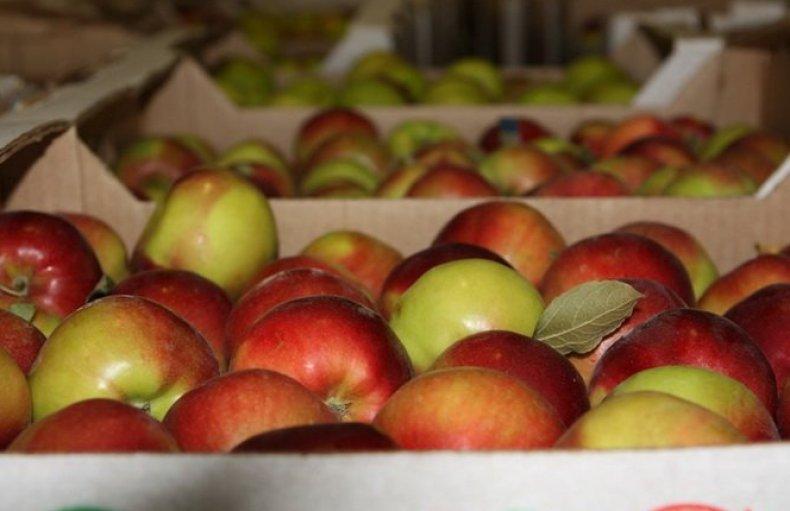 Przechowywanie jabłek: jak i gdzie przechowywać świeże owoce w domu