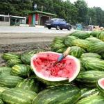 Varför vattenmelon är användbar: dess effekt på kroppen Fördelar med vattenmelonskal