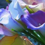 The meaning of feng shui paintings feng shui calla lilies for love