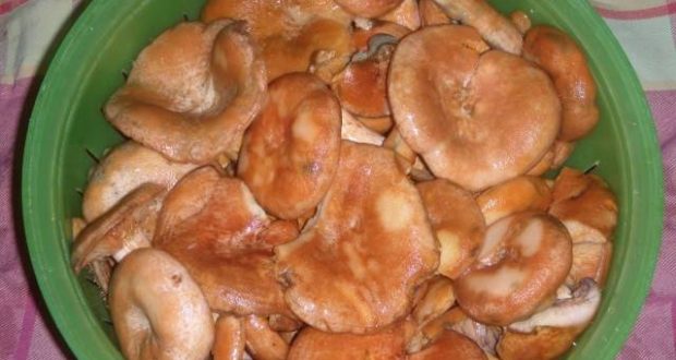 Marynowanie grzybów szafranowych w domu na zimę