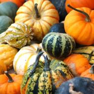 How to dry a pumpkin for crafts and decor at home