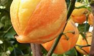 Orange strom doma - foto, rastie v hrnci