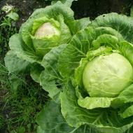 How to feed cabbage seedlings for growth after planting in the ground: fertilizers, folk remedies