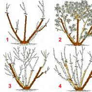 Rules and methods for pruning roses for the winter