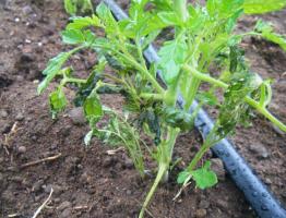 Как помочь рассаде помидоров после заморозков (стимуляторы роста)