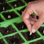 Tikvice: uzgoj i njega na otvorenom terenu Udaljenost između tikvica prilikom sadnje