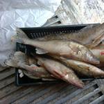 كيفية طبخ سمك الفرخ اللذيذ: وصفات مع الصور