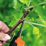 When and how to prune currants correctly