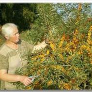 Sea buckthorn in open ground - all about planting, care and propagation