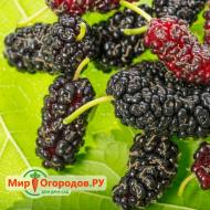 Description and cultivation of the mulberry tree