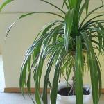 Pandanus - the original “screw palm” Lighting and air temperature