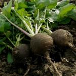 How to store radishes in an apartment and basement - “harmful” tips How to properly store radishes in a cellar