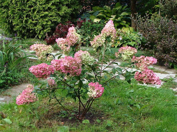 How to trim the hydrangea in the fall and spring