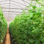 Business plan for growing cucumbers