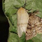 Paglalarawan ng gypsy moth