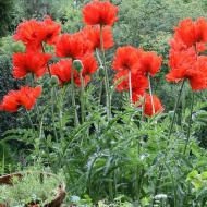 How to grow luxurious oriental poppies: photo, planting, care