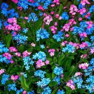 Forget-me-not planting and care in the open field transplant reproduction