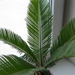 Cycas home care watering transplant and reproduction See what it is