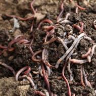 How to breed and grow American red Californian worms brought from the USA in our home conditions Growing Californian worms at home