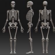 Basic tissues, structure of the human skeleton What tissue forms the adult human skeleton