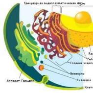 Vad är skillnaden mellan eukaryoter och prokaryoter?