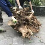 How to uproot tree roots: methods and recommendations