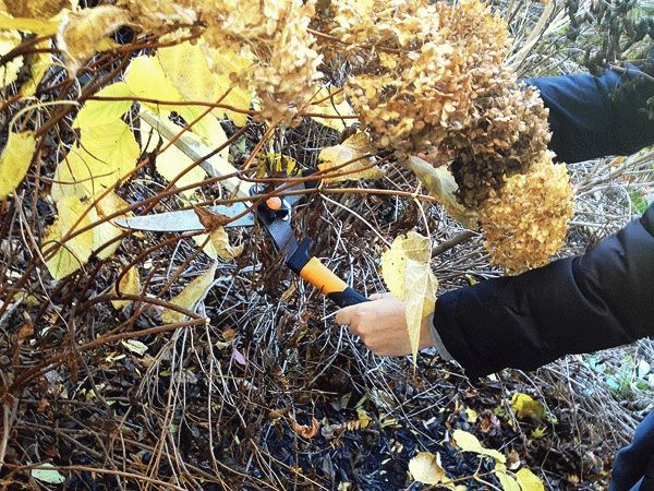 Pruning hydrangea spring video para sa mga nagsisimula