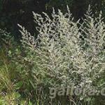 Wormwood infusion: beneficial properties How to get rid of wormwood in the garden