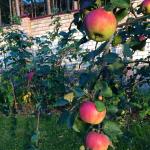 Nytt inhemskt urval - äppelträd Vem gul Vem rosa
