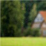 Spiders in folk superstitions