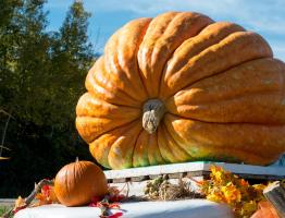 Three master classes for a do-it-yourself pumpkin carriage