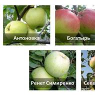 Detaljan opis stabala jabuke Lobo