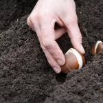 Tulipány: pestovanie a starostlivosť