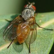 Jak radzić sobie z muchą malinową jesienią