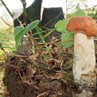 The secrets of growing mushrooms in your own dacha Is it possible to outwit them