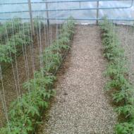 Hur man tar hand om tomater i ett växthus