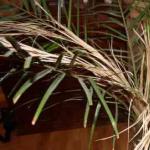 Causes of yellowing leaves of a palm tree The palm tree has withered what to do