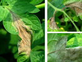 What to do with late blight on tomatoes in open ground