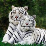 Charakterystyka mężczyzn i kobiet Panny w roku tygrysa Wszystko o mężczyźnie Pannie Tygrysie