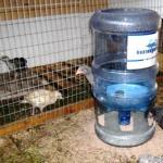 Hopper feeder for chickens - cleanliness and order in the bird room How to make a feeder for laying hens