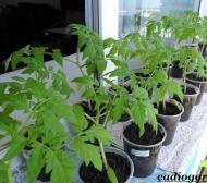 Особливості вирощування та догляду помідорів чері