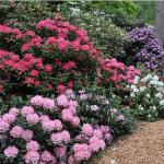 Rhododendronväxt: artbeskrivning, vård och odling