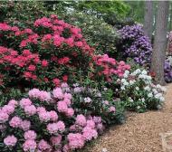 Rhododendron zavodi: turlarning ta'rifi, parvarishi va o'sishi
