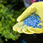 Superphosphate fertilizer kung paano mag-aplay para sa mga kamatis