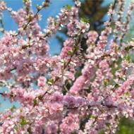 Plommon: reproduktion, plantering på våren, vård