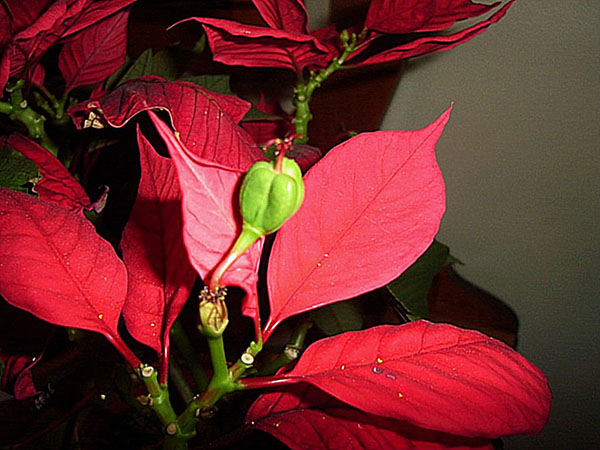Stella Di Natale Rifioritura.Poinsettia Mescolare Come Prendersi Cura Potatura E Riproduzione Della Stella Di Natale A Casa