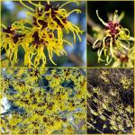 Flowering trees and shrubs in spring - photos