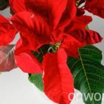 Pruning and reproduction of poinsettia at home