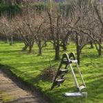 General rules for pruning trees in spring